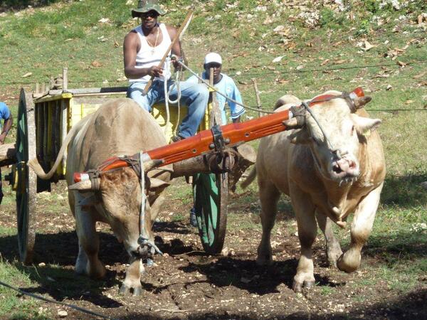 Boeufs tirants