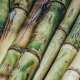 Canne à sucre